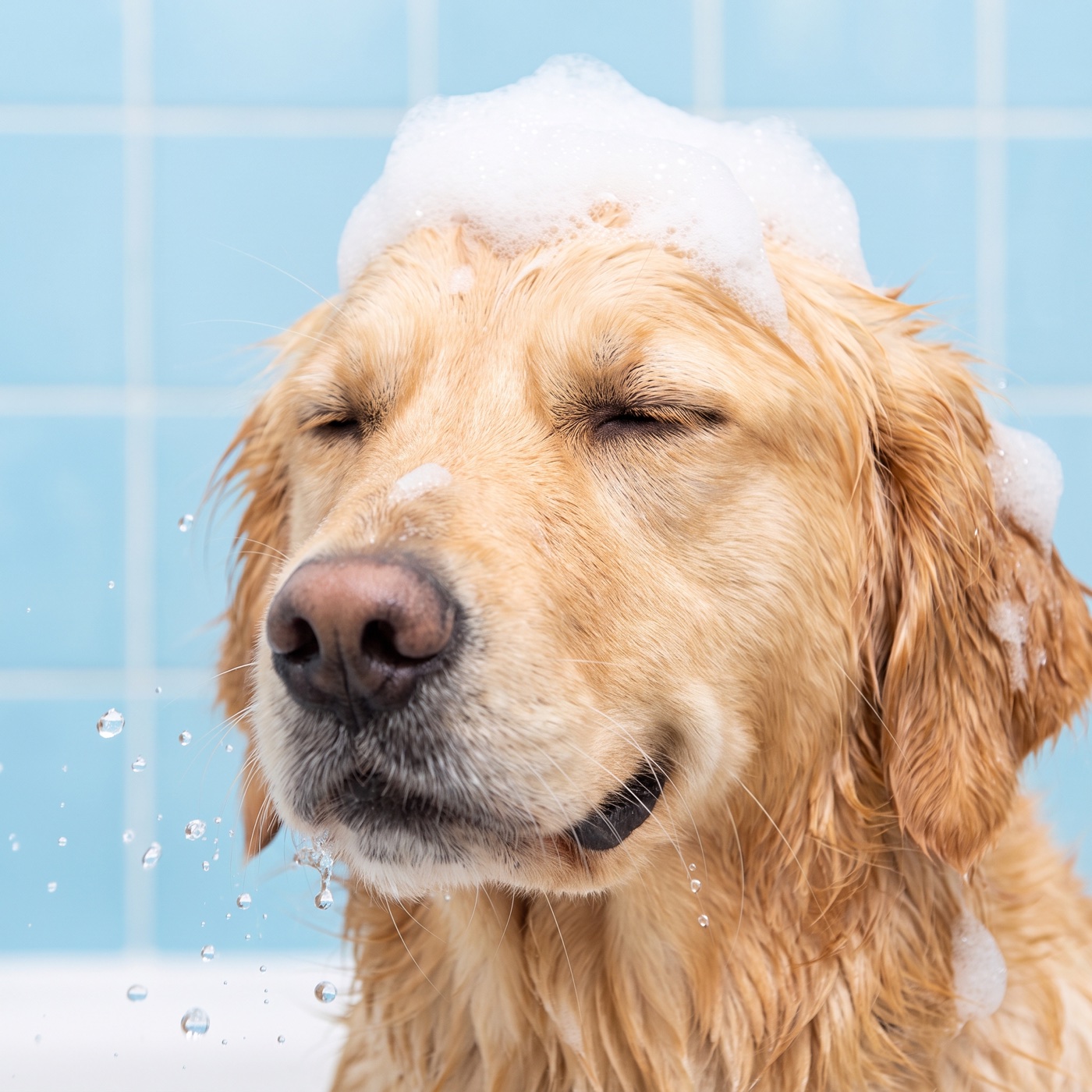 Bath and bubbles at Tidy Fur dog grooming salon